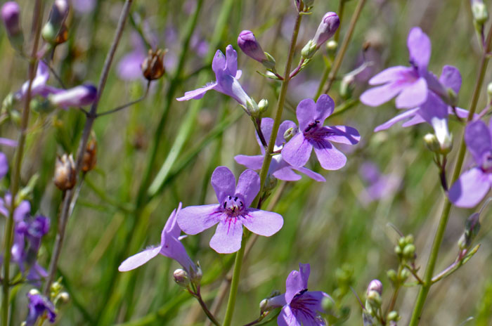 Toadflax Penstemon is also called Colorado Narrowleaf Beardtongue and several other local names. Penstemon linarioides